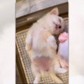 ただただ可愛い♡チワ…