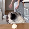 『梨を食べちゃダメ…