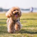 トイプードルのアプ…