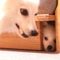 双子の赤ちゃん犬が…