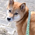 「チラッ」犬が散歩…