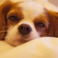 飼い始めだけじゃな…