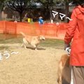 大型犬が『ドッグラ…