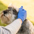 犬にしてはいけない…