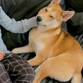 怯える保護犬が『家…