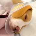 お迎えした犬の腫瘍…