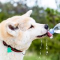 真相が明らかに、犬…
