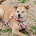 犬が散歩から帰りた…
