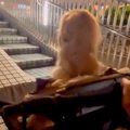 大型犬の散歩中、道…