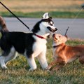 よその犬に絶対して…