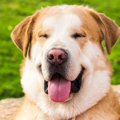犬の「まばたき」が…