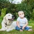 犬が未知のものに出…