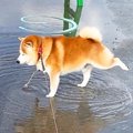 雨上がりの散歩中、…