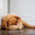 犬が『前足で顔を隠…