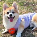 犬と一緒に庭で遊ん…