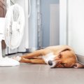 愛犬がご飯を食べな…