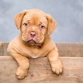 犬を飼う時は、良い…