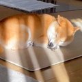 犬が日向ぼっこをし…