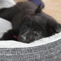 犬用のベッドの選び…