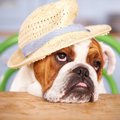 やる気が感じられな…
