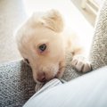 犬が『おしゃぶり』…