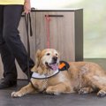 犬はてんかん発作を…