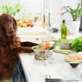 ダイエット中の犬に…