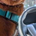 『車でお散歩』と思…