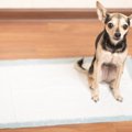 犬がウンチ中によく…