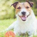 犬が『最高に嬉しい…