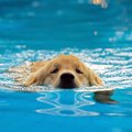 犬の過激なダイエッ…