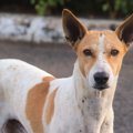 インドの野良犬研究…