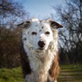 犬の性格特性は年齢…