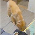 おしっこ失敗した大…