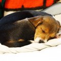 犬が寝る前にくるく…