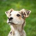 野良犬のいない国と…
