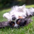 犬が『ゴロスリ』す…