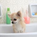  チワワのお風呂の入…