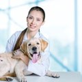 愛犬を連れて動物病…