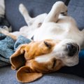 犬が寝ている時にす…