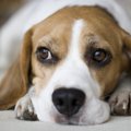 犬がウンチを食べて…