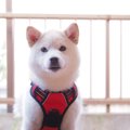 柴犬や秋田犬にあり…