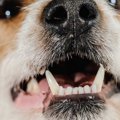 犬のアンダーショッ…