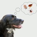犬の虫除け！おすす…