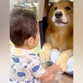 赤ちゃんが『大型犬…