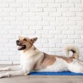 犬が死ぬかもしれな…