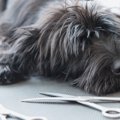 愛犬はどう？トリミ…
