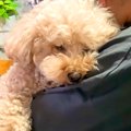 お姉ちゃんの抱っこ…