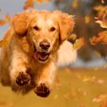 犬が突然暴走してし…