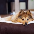 動物愛護ボランティ…